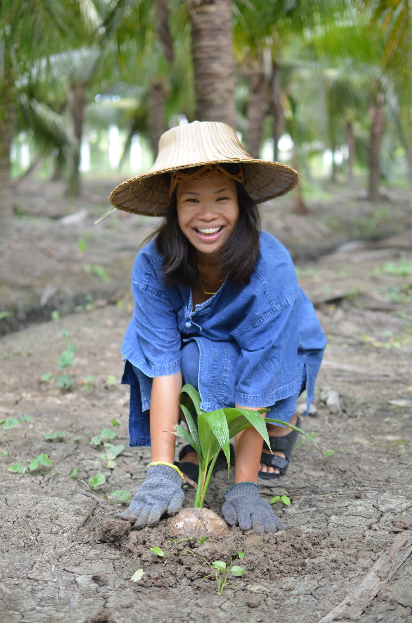 DrinkFolks founder, Tiffany Tang, planting a coconut tree in a garden with a straw hat and gloves in Thailand