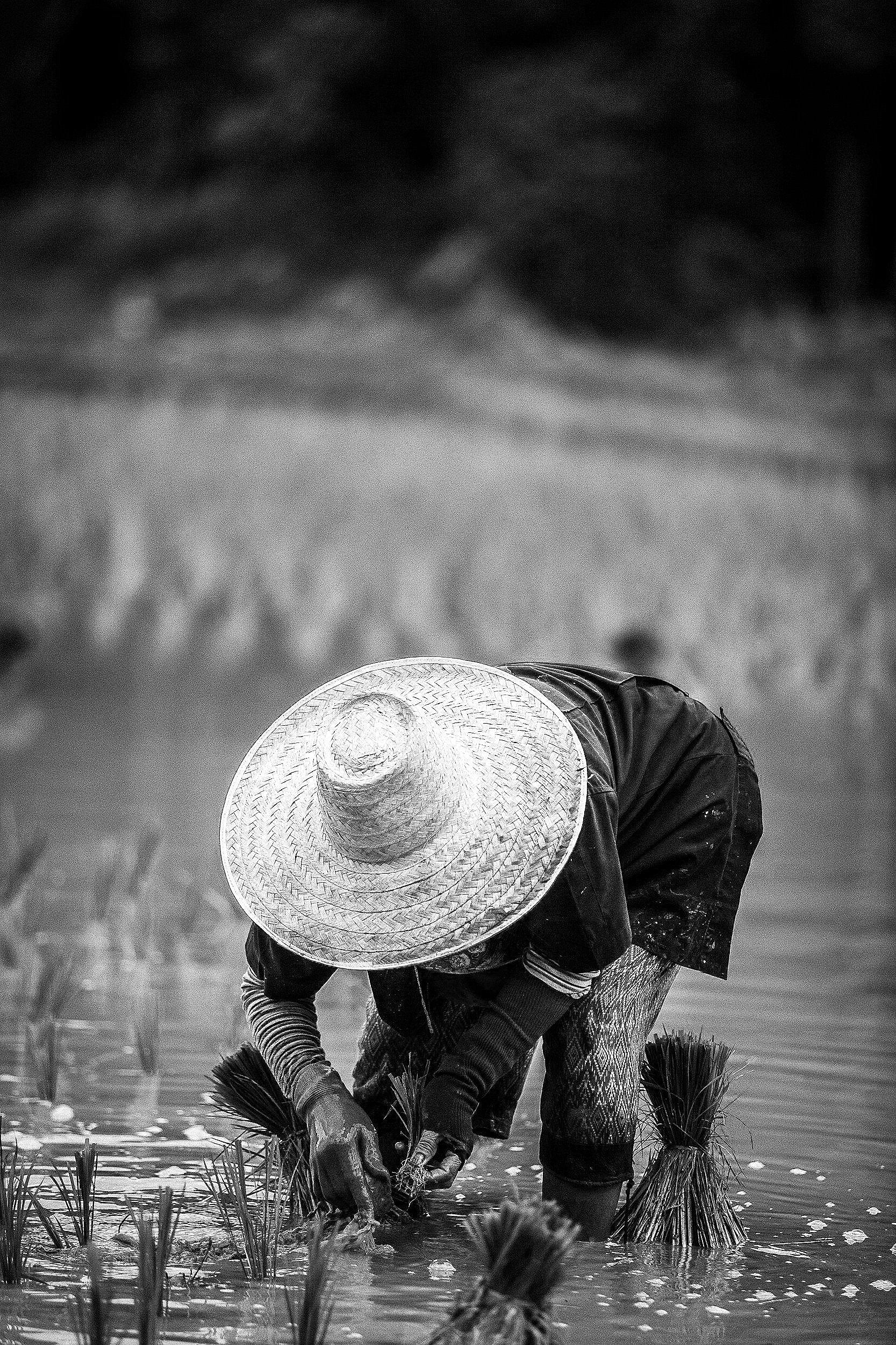 Female farmer wearing a wide-brimmed hat working in water, likely in a rice field.