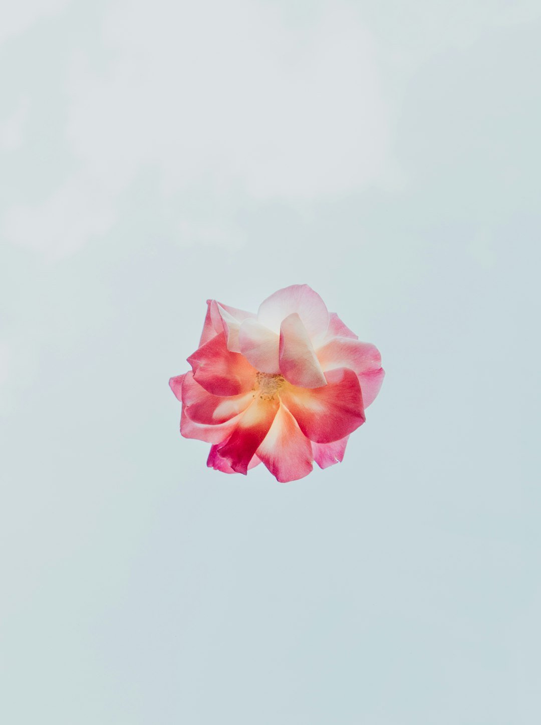 Abstract image of a pink and white flower on a background