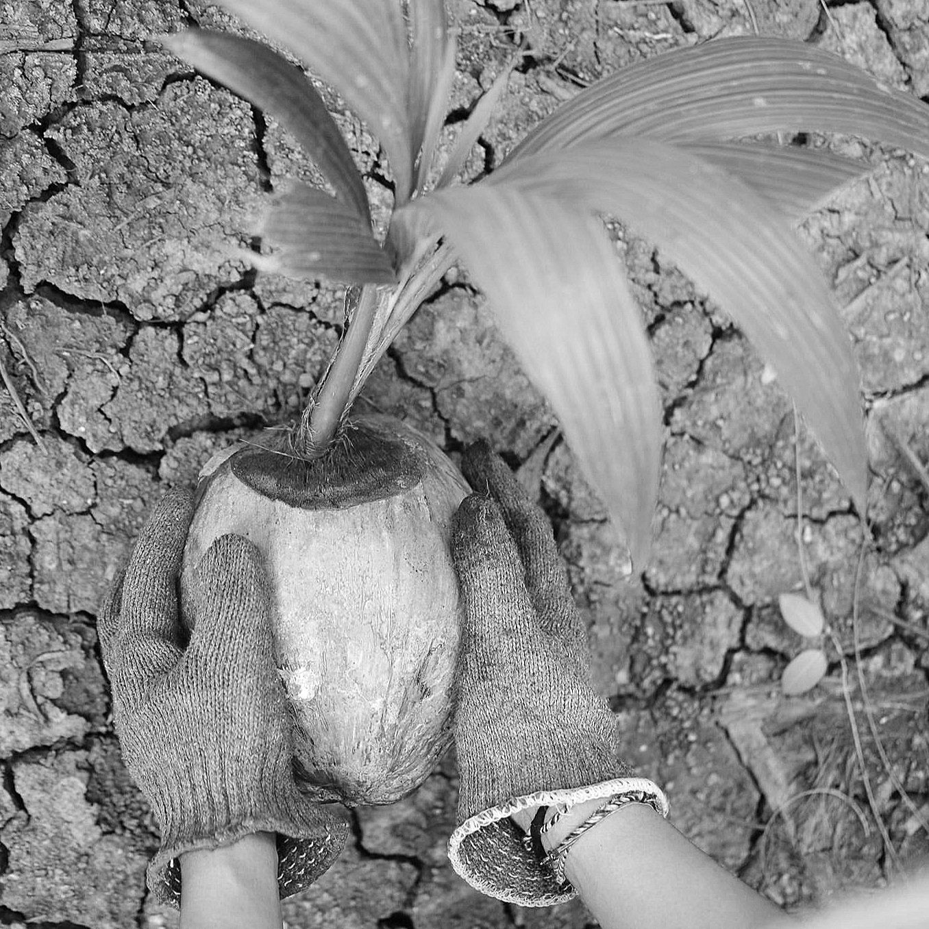 farmer holding a coconut seed with a coconut leaves sprouting above with cracked soil in the background