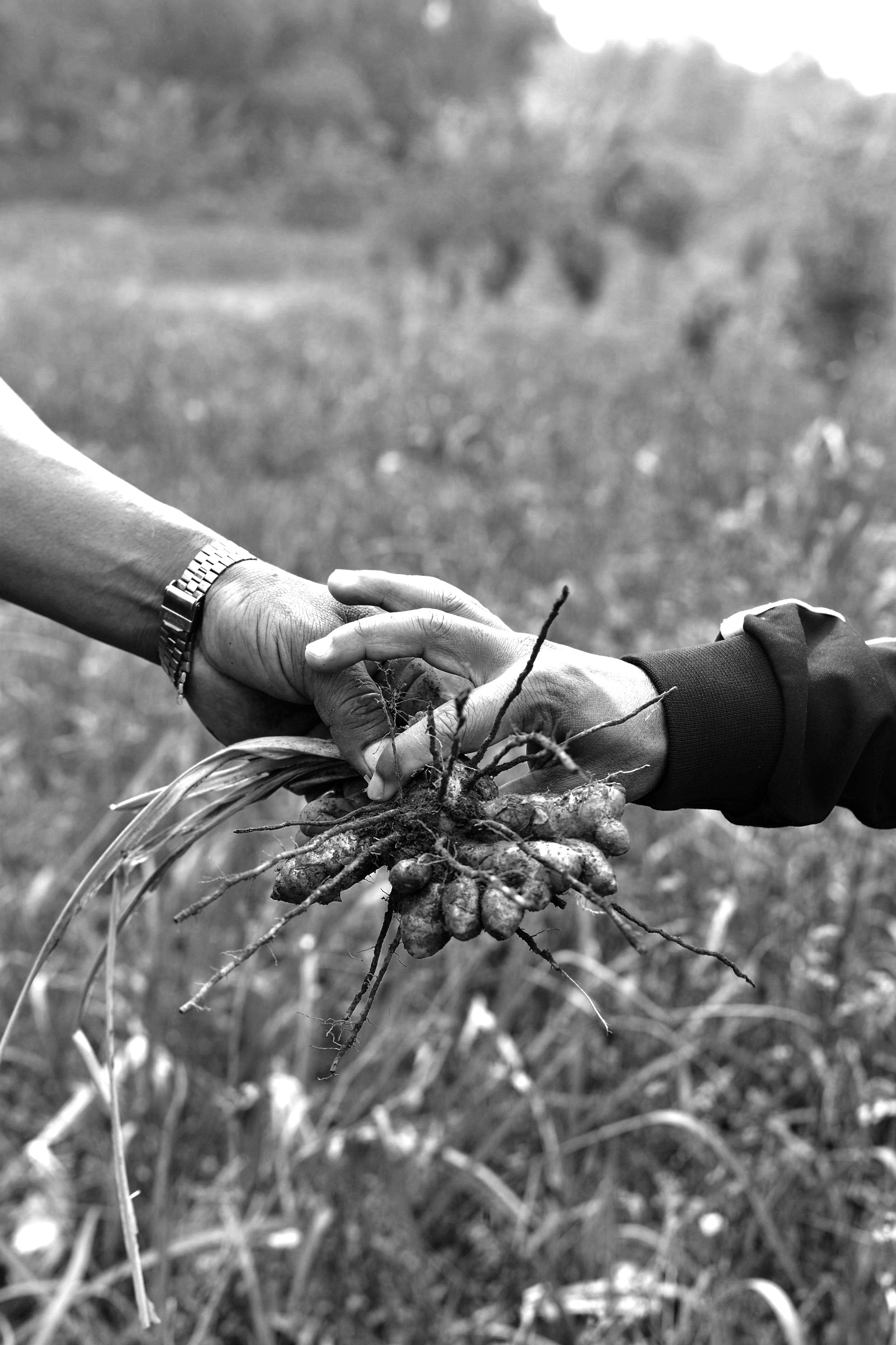 Two farmers holding a bundle of plants against a blurred natural background